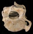 Articulated Woolly Mammoth Neck Vertebras - Alaska #18675-4